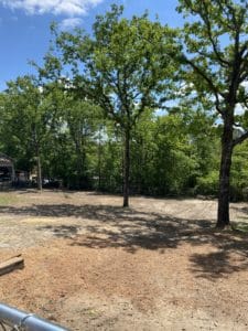 trees cleaned up off the ground