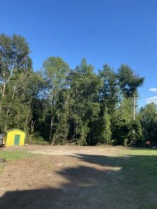 After multiple tree clearing