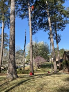 man climbing in tree to cut it down