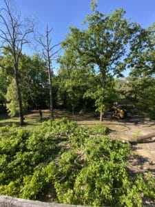 Multiple trees laying on the ground