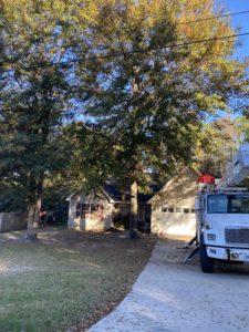 trees in front of house