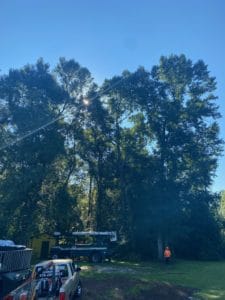 before multiple tree clearing