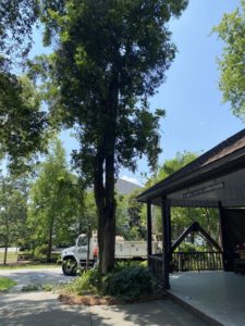 Tree trimming at the Big House