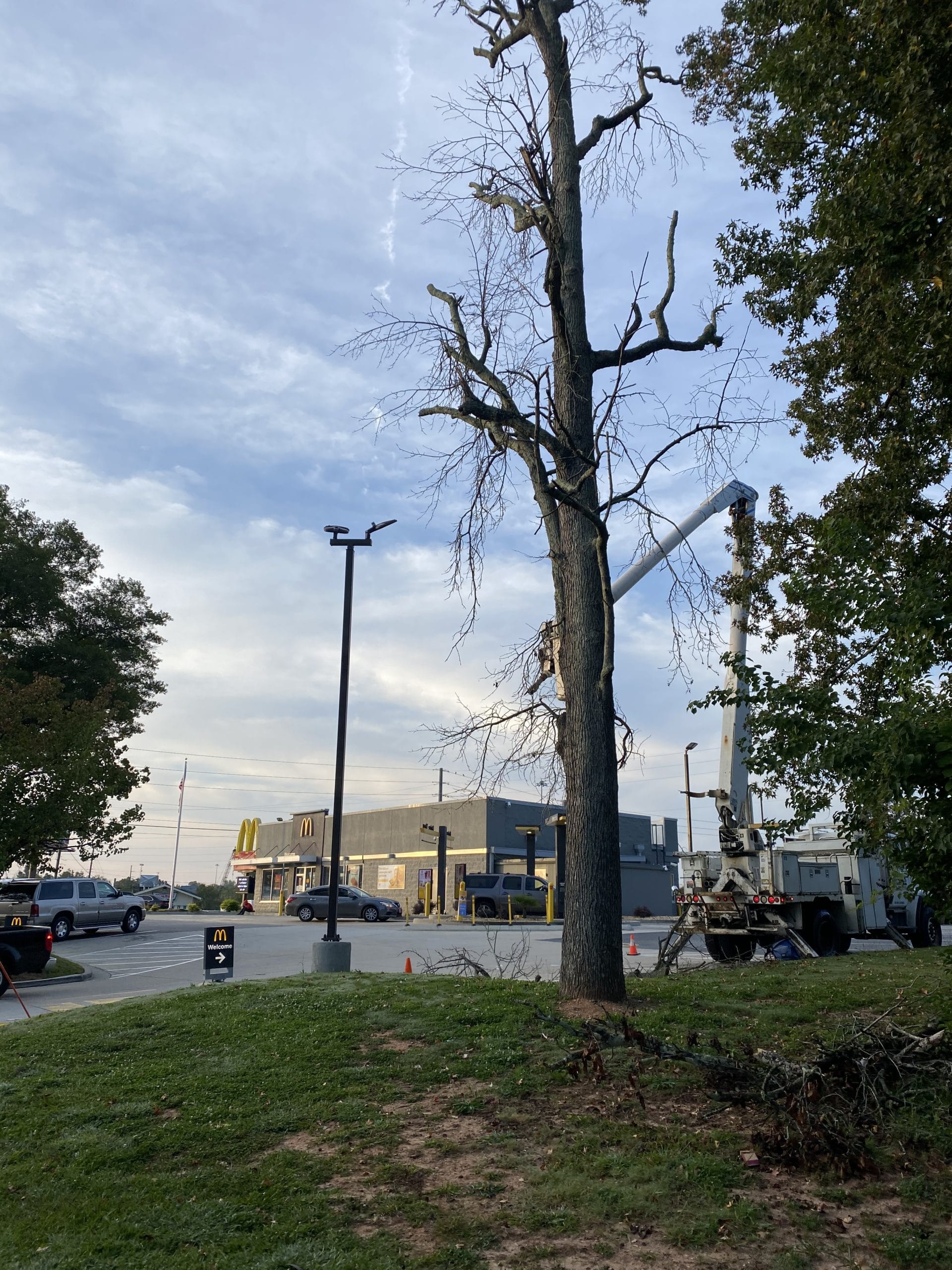 Dead tree removal at mcdonalds