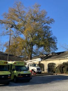 Commercial tree trimming at daycare