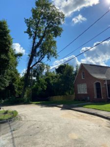 removing tree hanging over power line