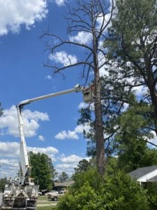 Removing dead pine tree