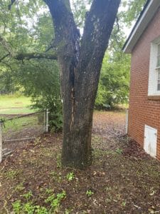 Tree struck by lightning