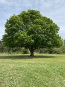 Tree in need of trimming