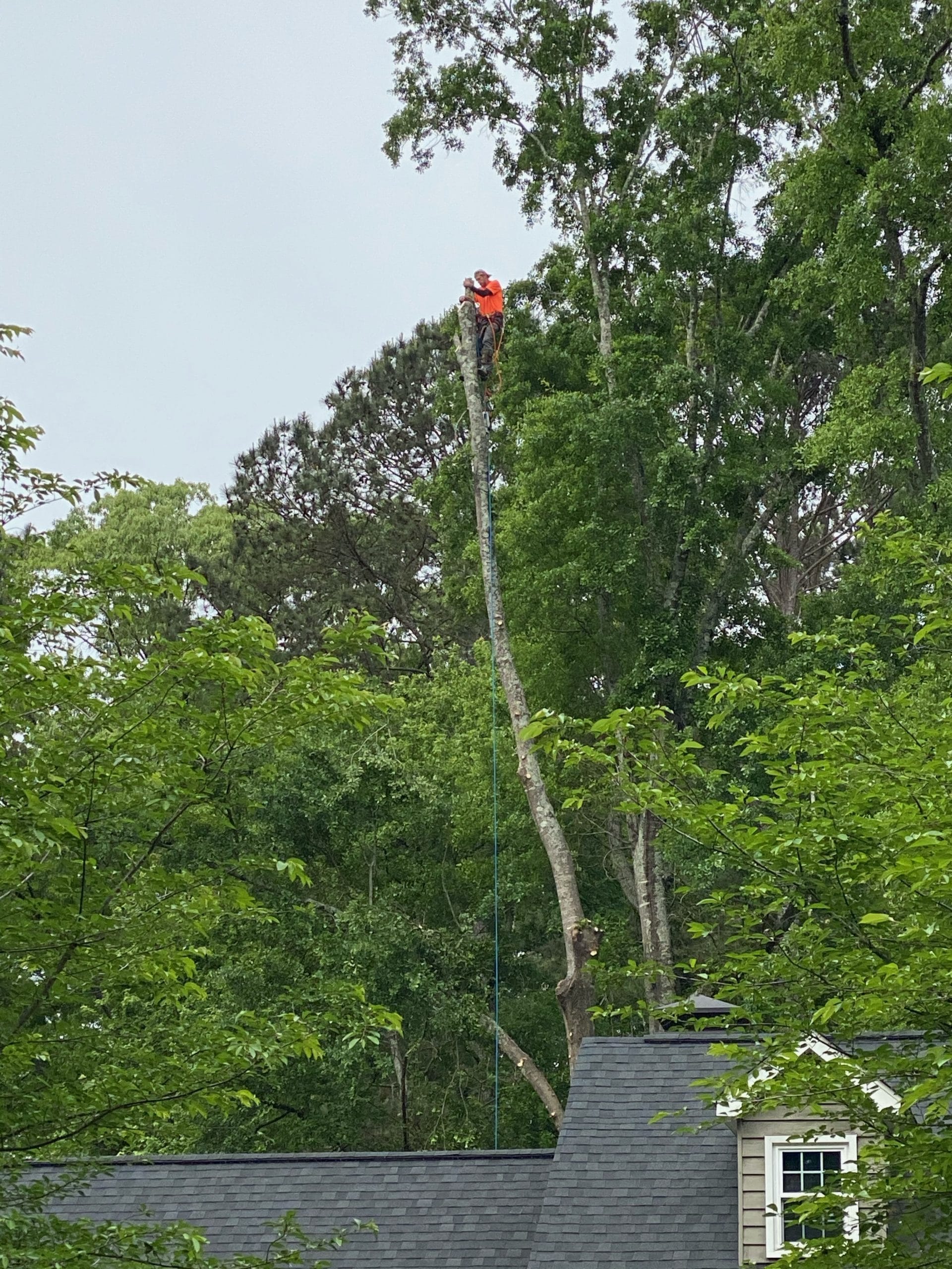 Man working on the top of a tree