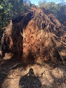 Uprooted tree
