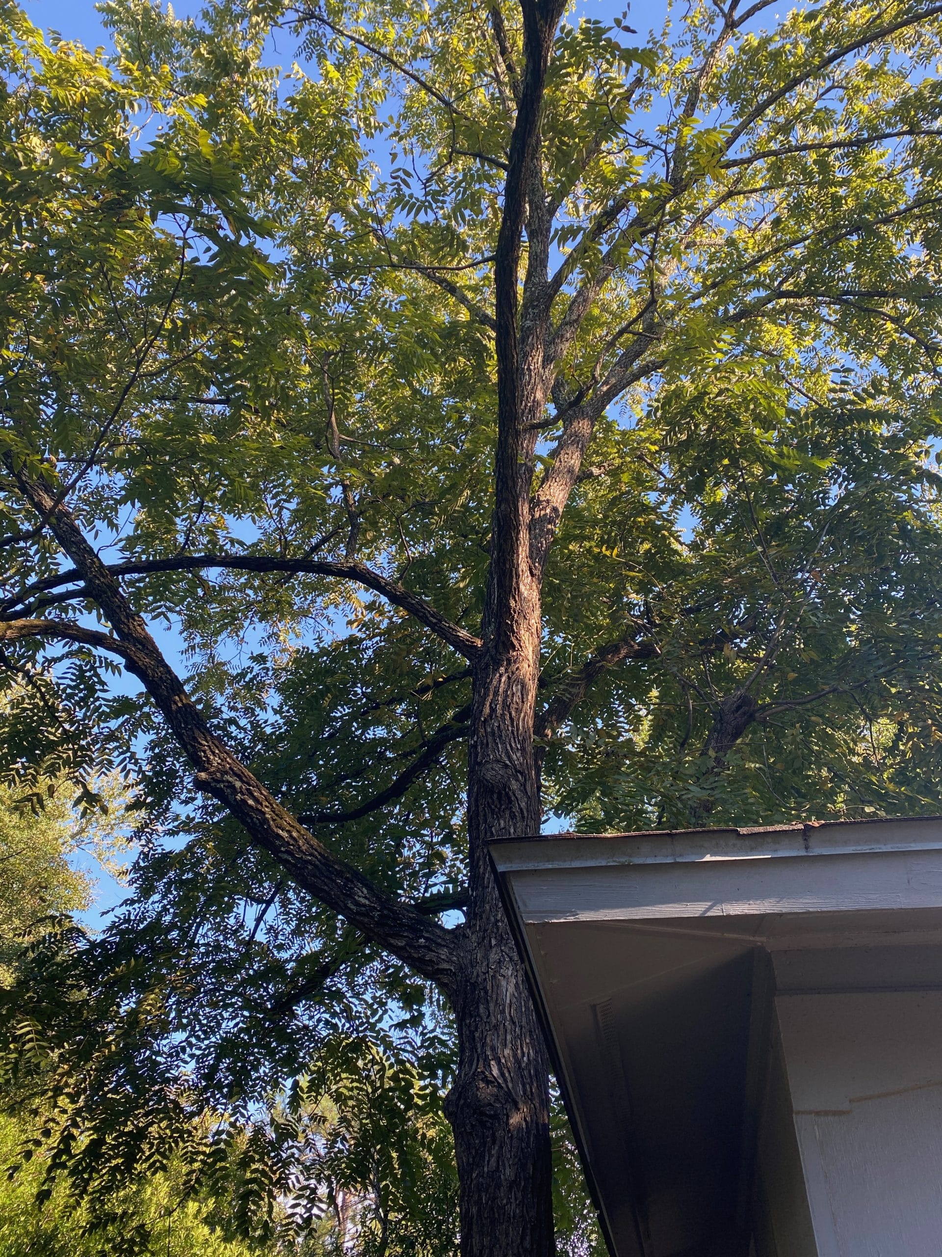 Tree removal close to house