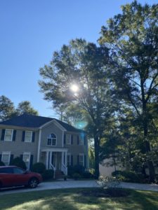 Tree Services: Trimming