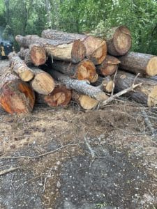 tree debris in need of hauling